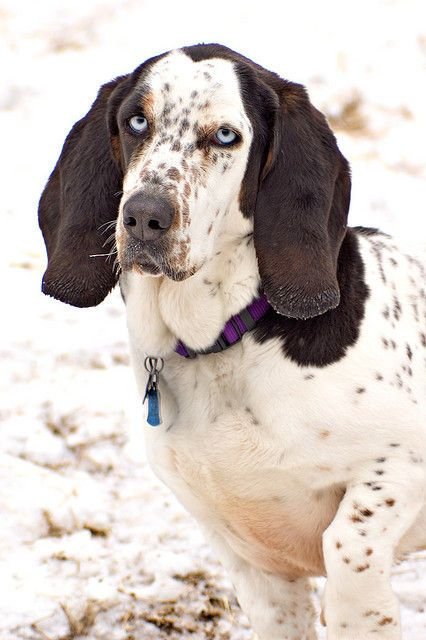 Beagle Mixed With Basset Hound dog taking a walk outdoors