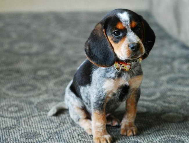 A Coonhound puppy sitting on the floor