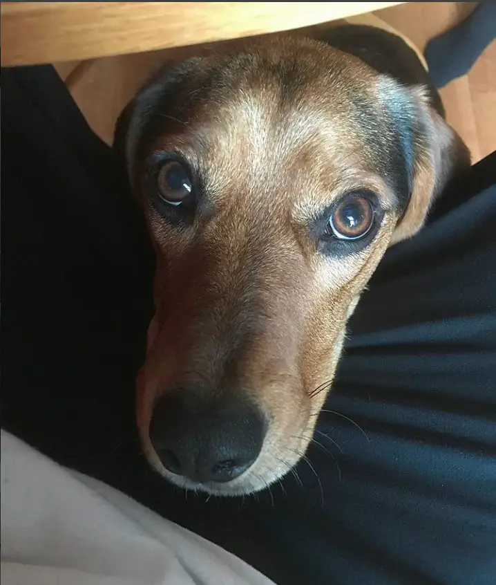A Coonhound sitting under the table with its begging face on the lap of the person sitting on the chair