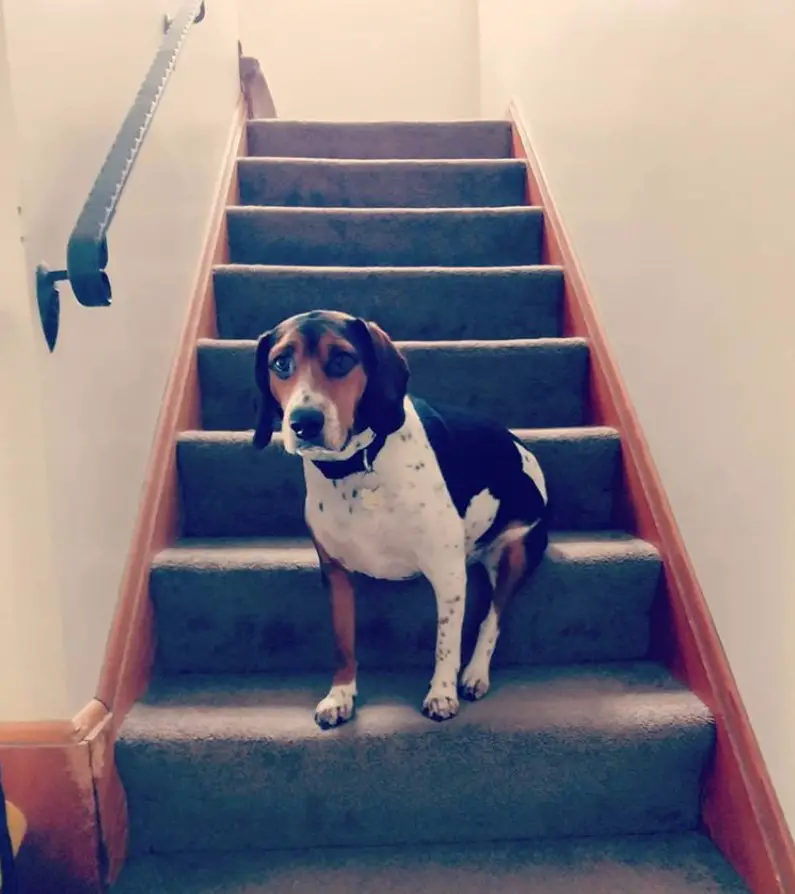 A Coonhound sitting on the stairway