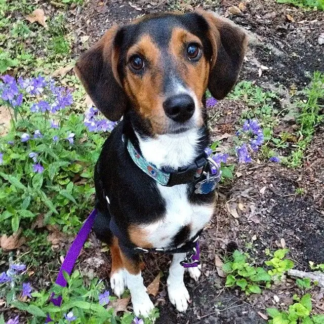 A Coonhound dog sitting on the ground with a bush of purple flowers