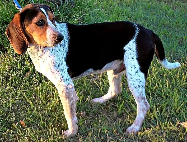 A Coonhound standing on the grass