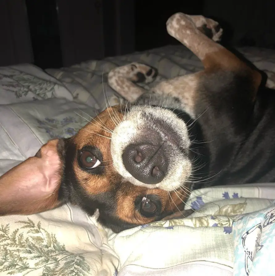 A Coonhound lying on its back on the bed at night