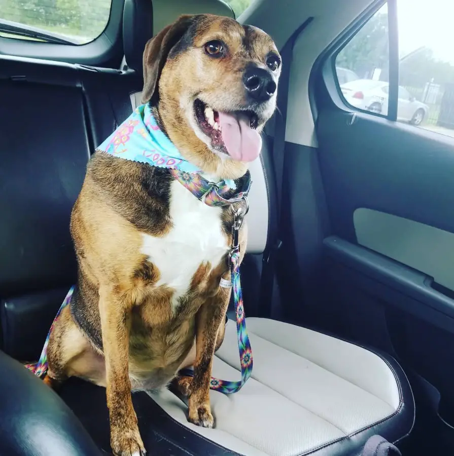 A Coonhound sitting in the backseat while smiling