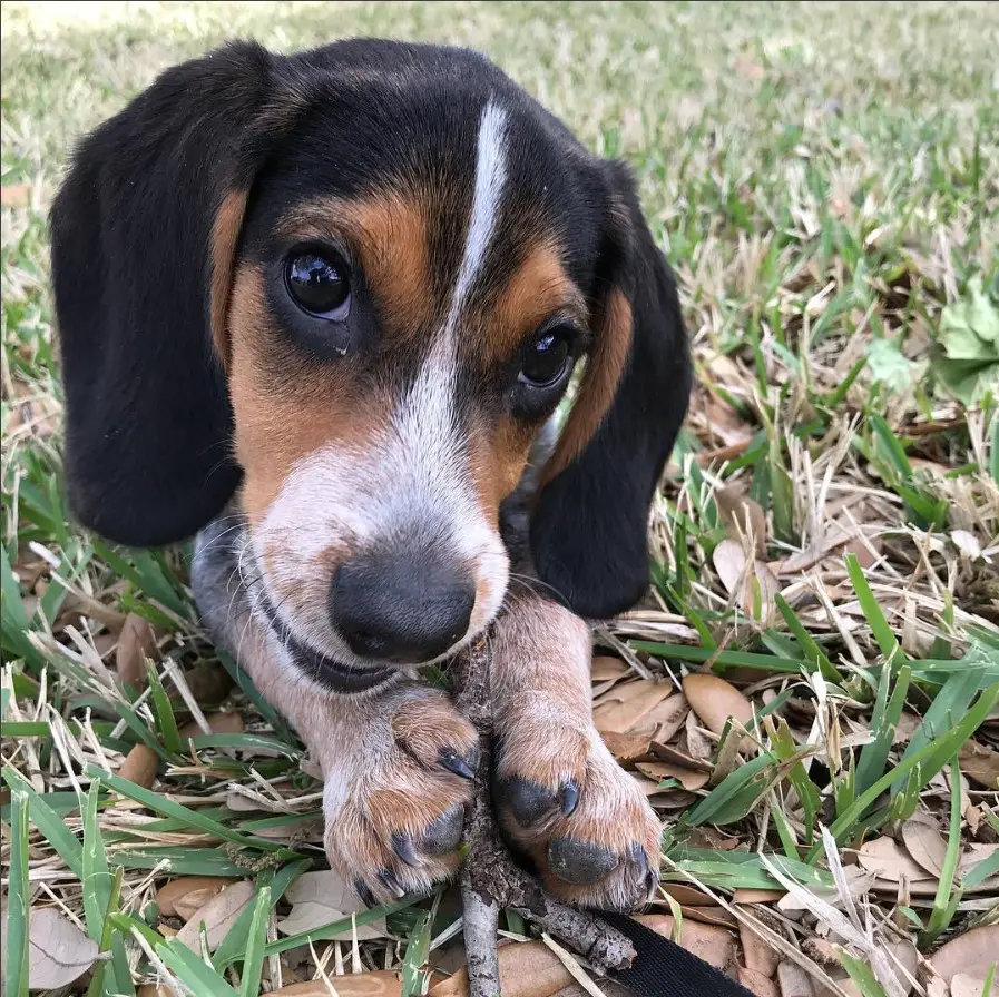 A Coonhound lying on the grass while biting a stick