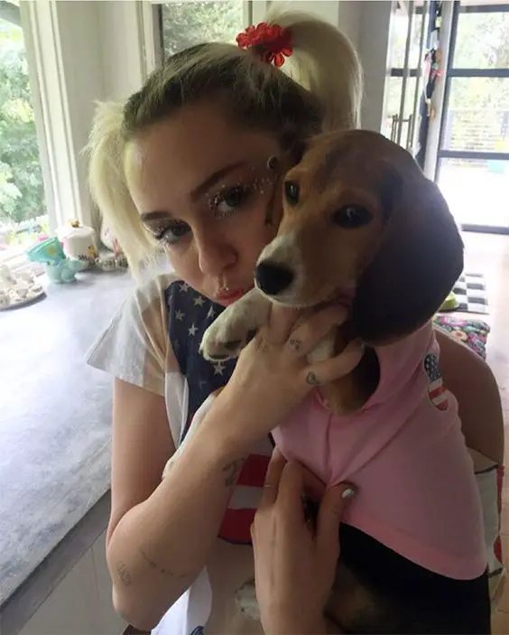 Miley Cyrus carrying her Beagle wearing a pink shirt