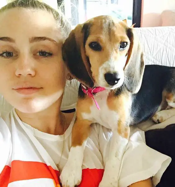 Miley Cyrus taking a selfie with her Beagle puppy lying on the top of the couch