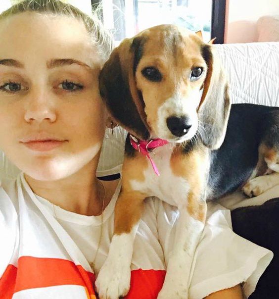 Miley Cyrus taking a selfie with her Beagle puppy lying on the top of the couch