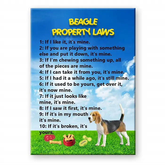 Beagle property laws fridge magnet