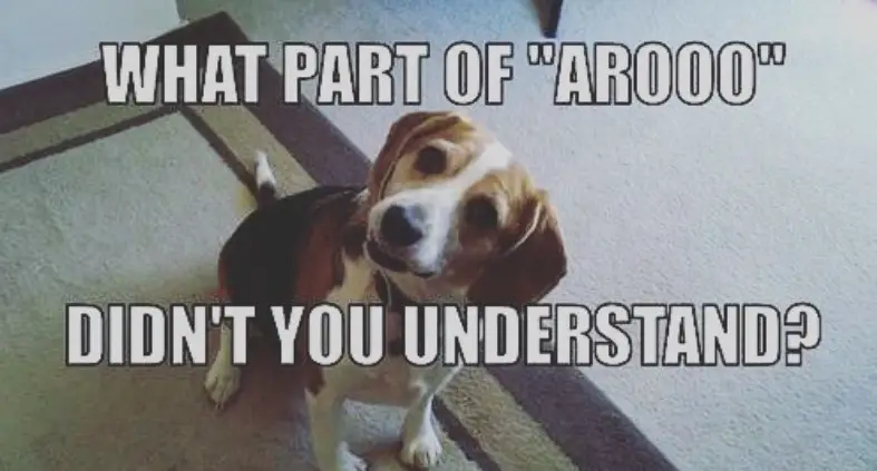 Beagle sitting on the floor tilting its head photo with a text 