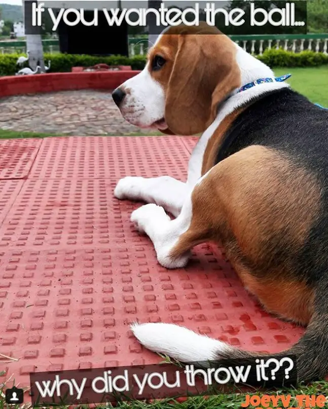 Beagle lying on the ground at the park photo with a text 