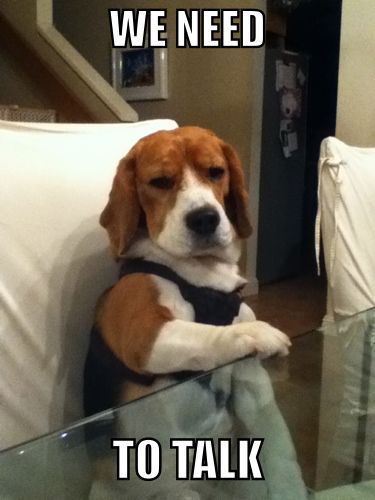 Beagle sitting across the table with its serious face photo with a text 