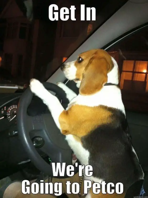 Beagle on the drivers seat while standing up against the steering wheel photo with a text 