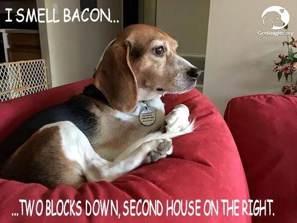 Beagle dog sitting on the air chair photo with a text 