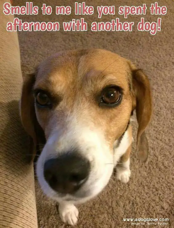 Beagle sitting on the floor while looking up and smelling photo with a text 