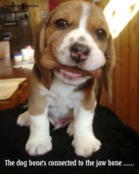 Beagle puppy sitting on the floor with a bone treat in its mouth photo with a text 