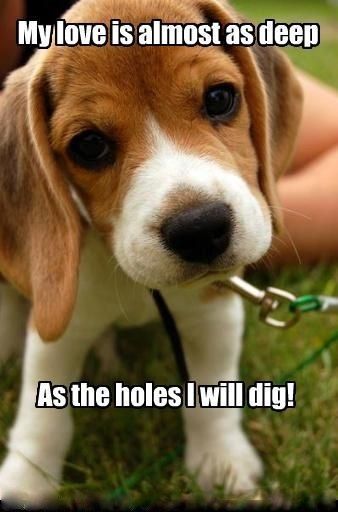 Beagle puppy sitting on the green grass photo with a text 
