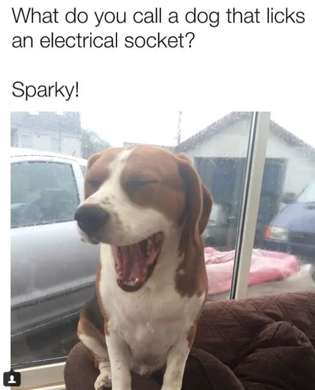 Beagle sitting on the couch while yawning photo with caption 