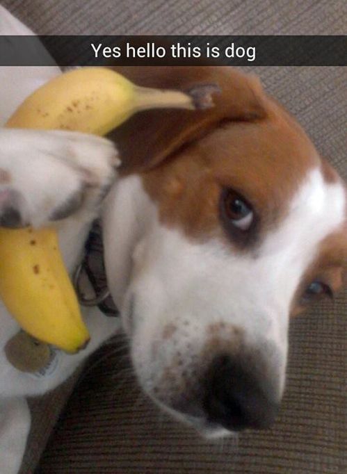 Beagle holding a banana close to its ears photo with a text 