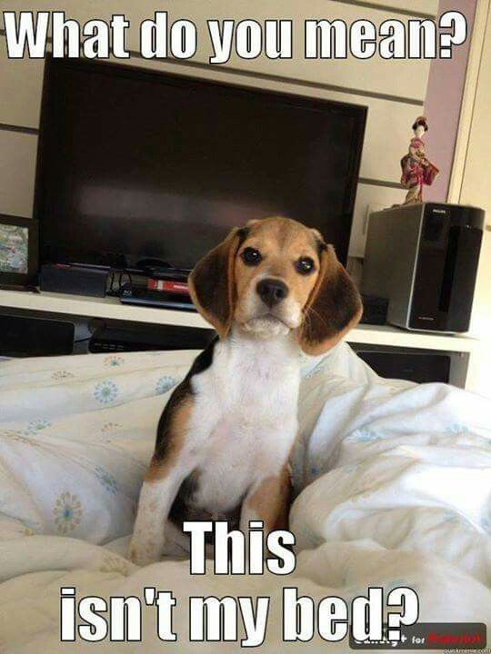 Beagle sitting on the bed photo with a text 