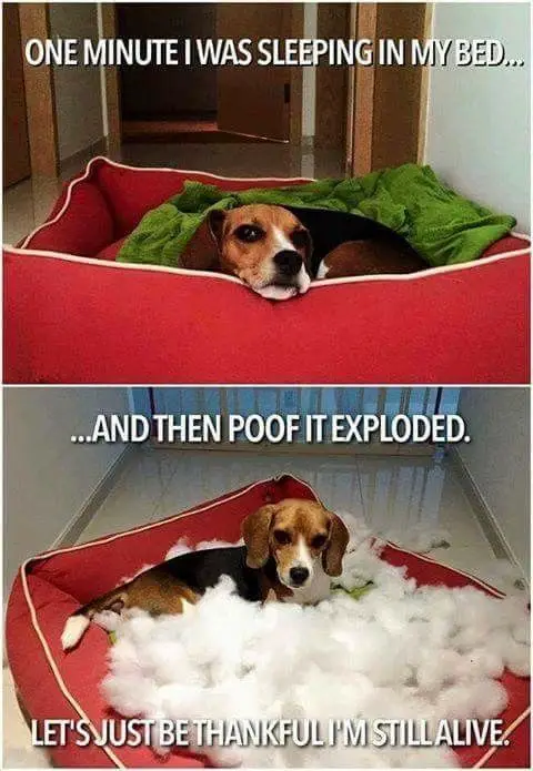 a photo of beagle resting on its bed and another photo of it on its bed while the fillers of its pillow exploded with a text 