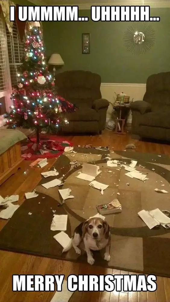 Beagle dog on the floor with torn christmas gifts on the floor photo with a text 