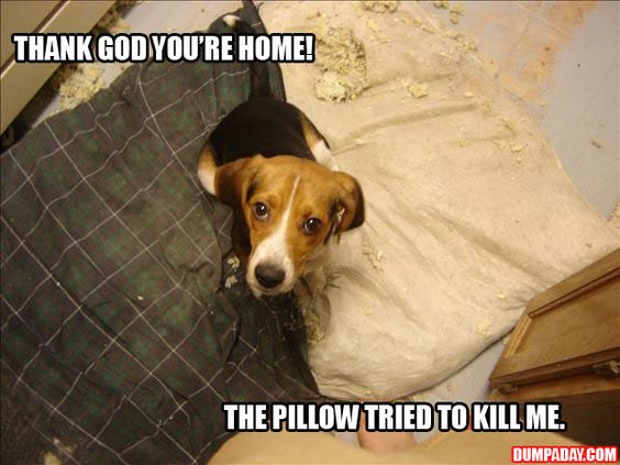Beagle on the floor with torn pillows photo with a text 