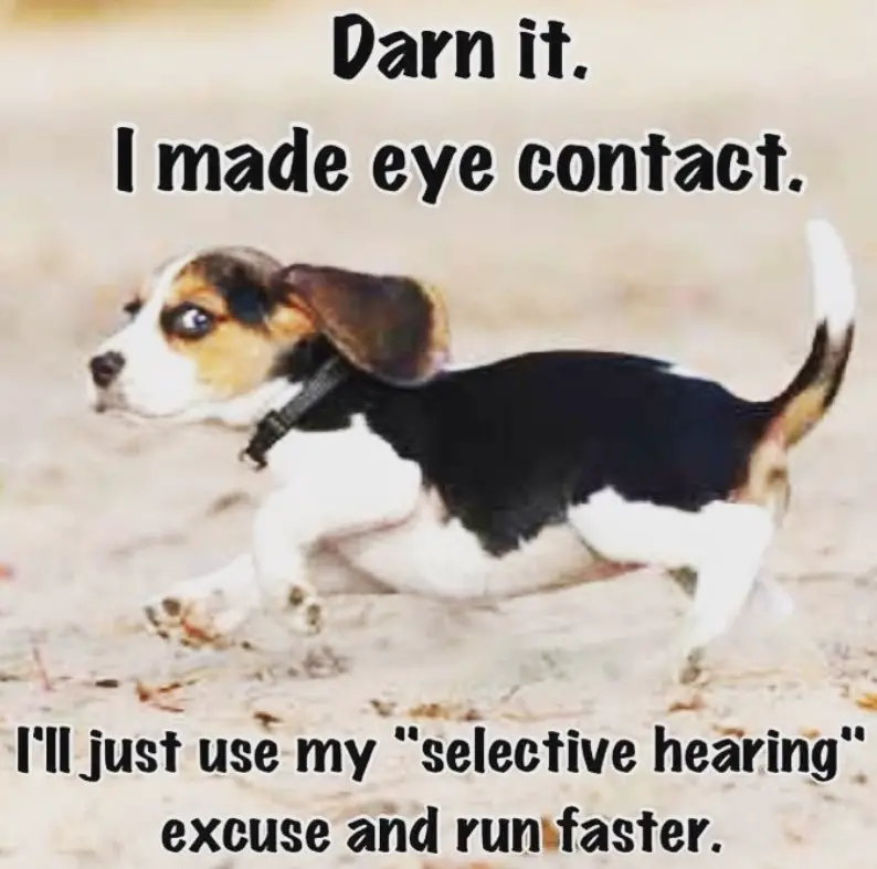 Beagle running while looking on its side photo with a text 