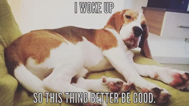 photo of a sleepy Beagle while lying on the couch with a text 