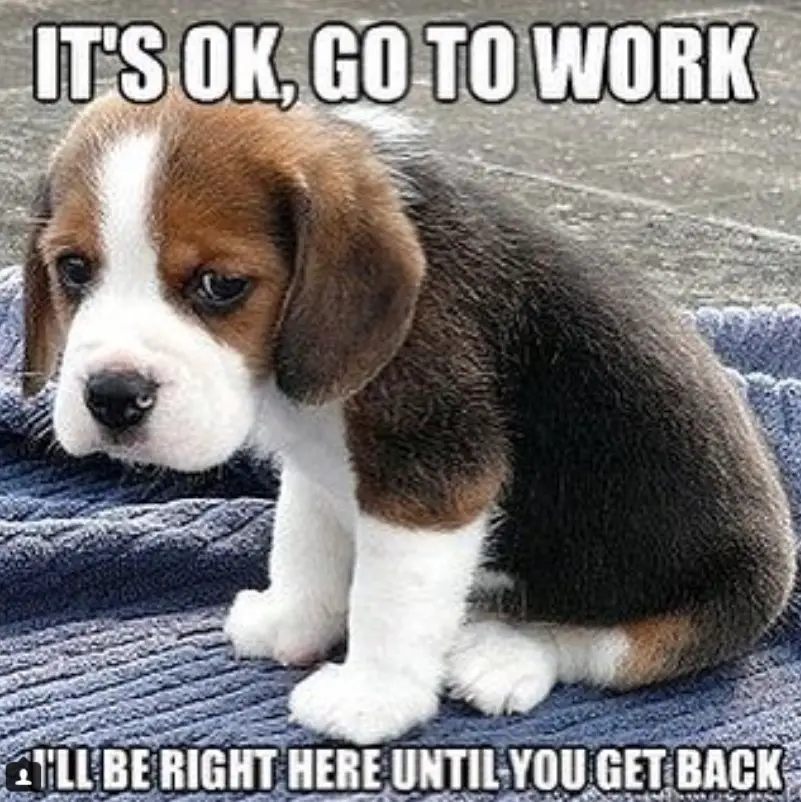 30 Best Beagle Memes of All Time | Page 6 of 9 | The Paws