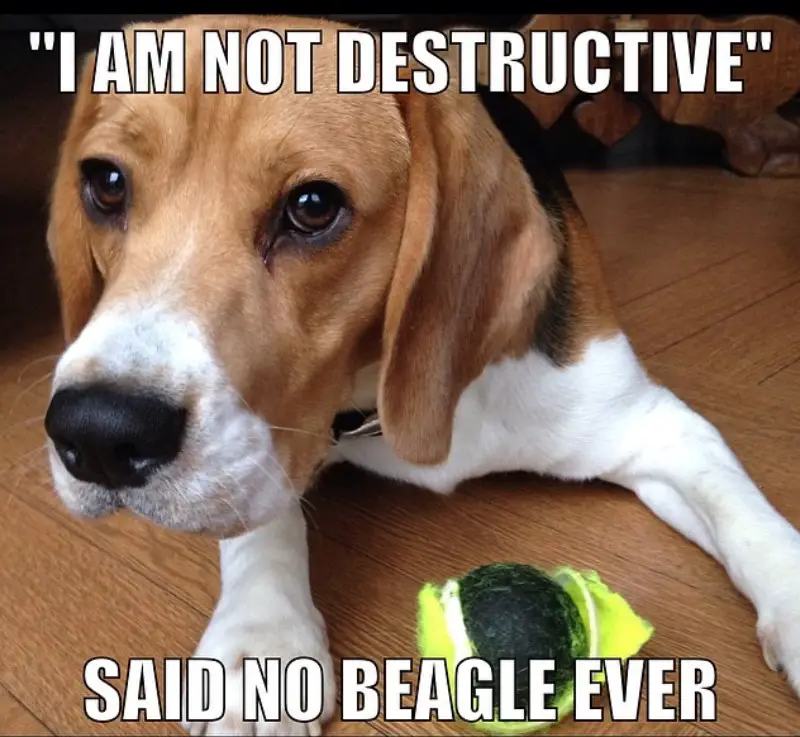 Beagle lying on the floor with its toy photo with a text 