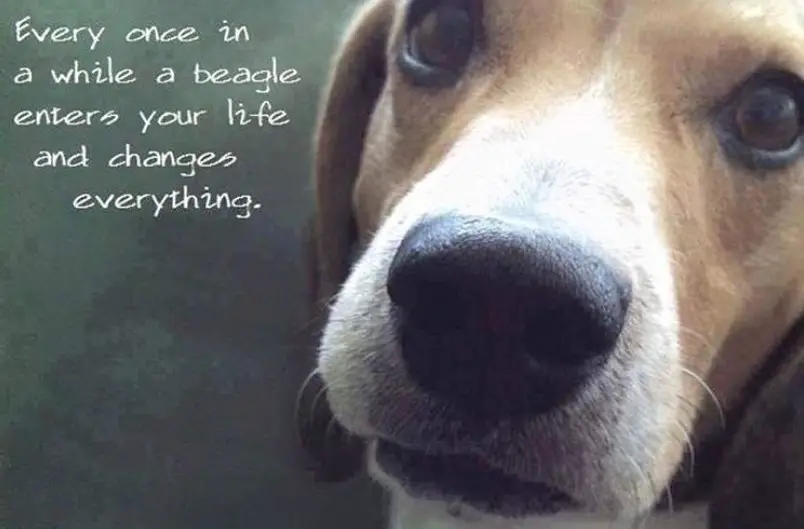 photo of an adorable begging face of a Beagle with quote - Every once in a while a beagle enters your life and change everything.