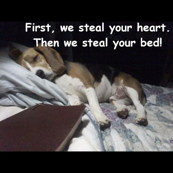 photo of a Beagle sleeping soundly on the bed at night photo with text - First, we steal your heart. Then we steal your bed!