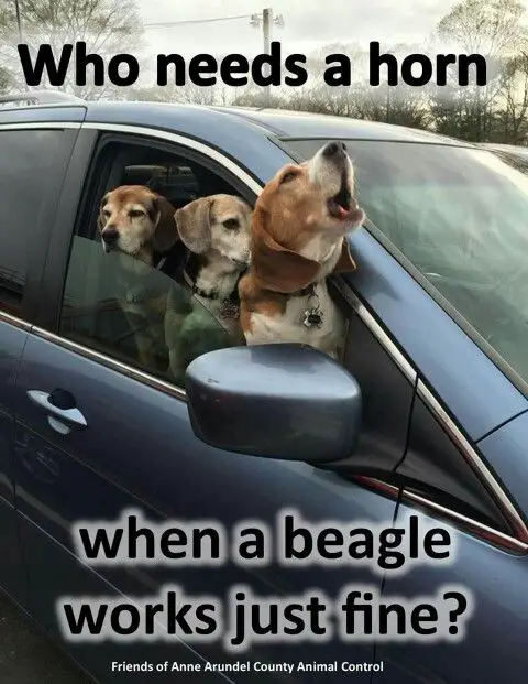 three Beagles sitting in the passenger seat with their heads out through the window while one is howling photo with text - Who needs a horn when a beagle works just fine?