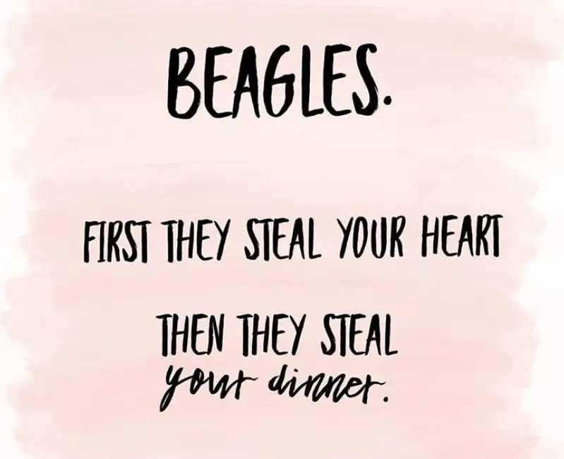 Beagles: First they steal your heart. Then they steal your dinner.
