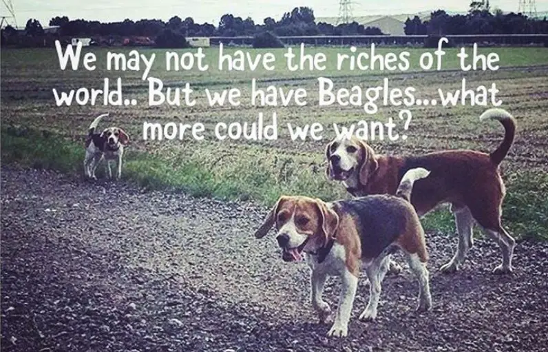 three Beagles walking at the farm photo with text - We may not have the riches of the world. But we have Beagles... what more could we want?