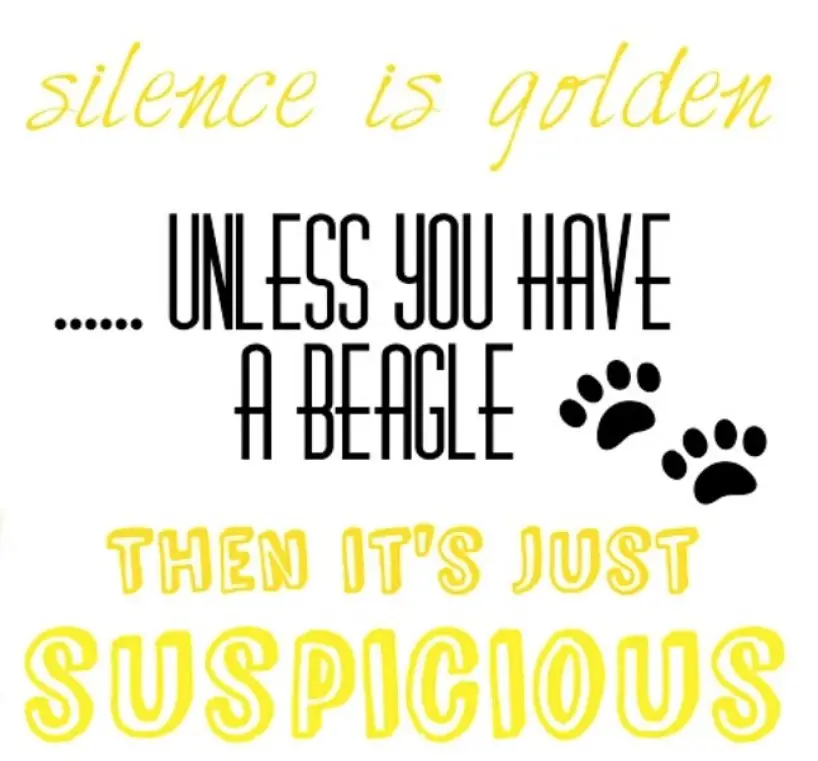 A photo with a saying - Silence is golden... unless you have a Beagle then it's just suspicious