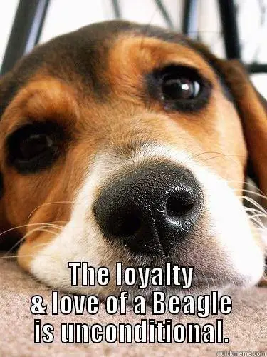 adorable innocent face of Beagle lying on the floor photo with quote - The loyalty of a Beagle is unconditional.
