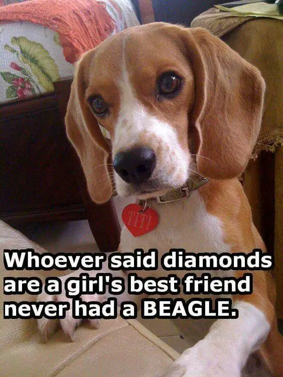 photo of a Beagle leaning against the couch with its curious face with a saying- Whoever said diamonds are a girls best best friend never had a Beagle.