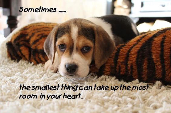 Beagle puppy lying on its bed on the floor with quote - Sometimes... the smallest thing can take up the most room in your heart.