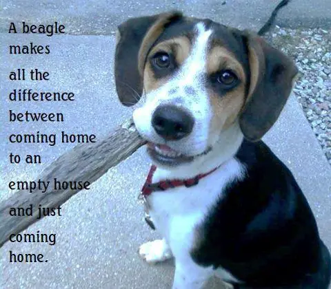 Beagle sitting on the concrete floor and carrying a large stick photo with quote - A Beagle makes all the difference between coming home to an empty house and just coming home.