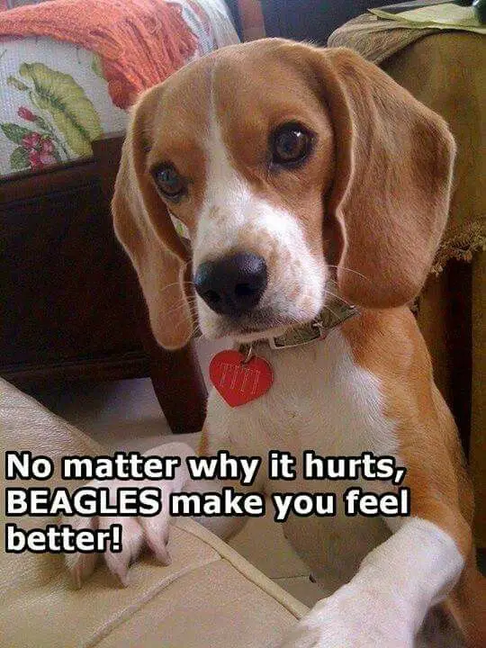 Beagle puppy standing on the floor while leaning towards the couch with its curious face photo with text - No matter why it hurts, Beagles make you feel better!
