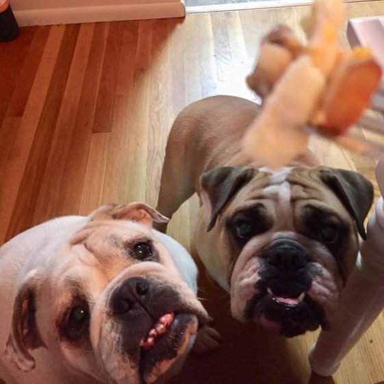12+ Foods English Bulldogs Go Crazy For The Paws
