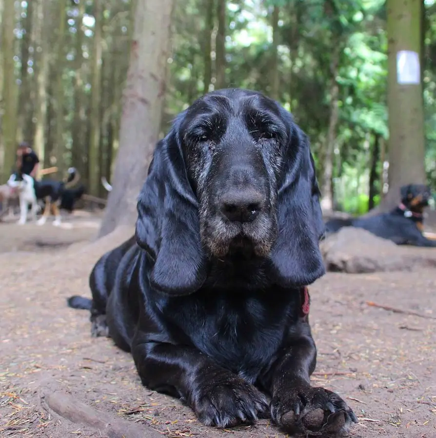 A Black Basset Hound lying on the ground in the forest