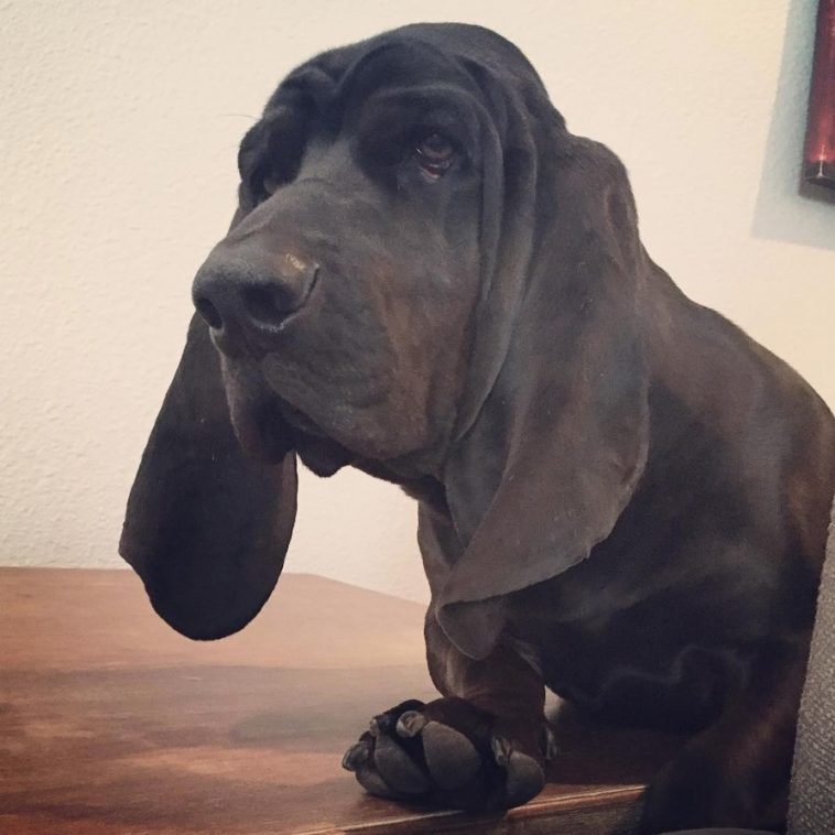 16 Adorable Black Basset Hound Pics You Will Love The Paws