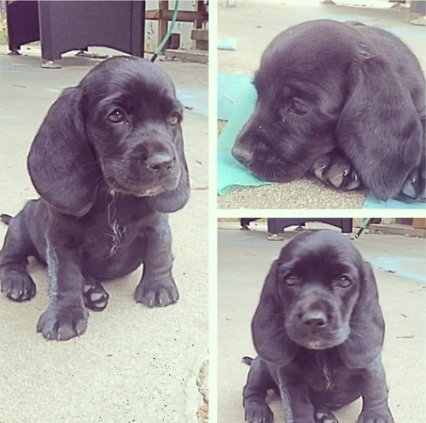 A Black Basset Hound puppy sitting on the pavement collage photo