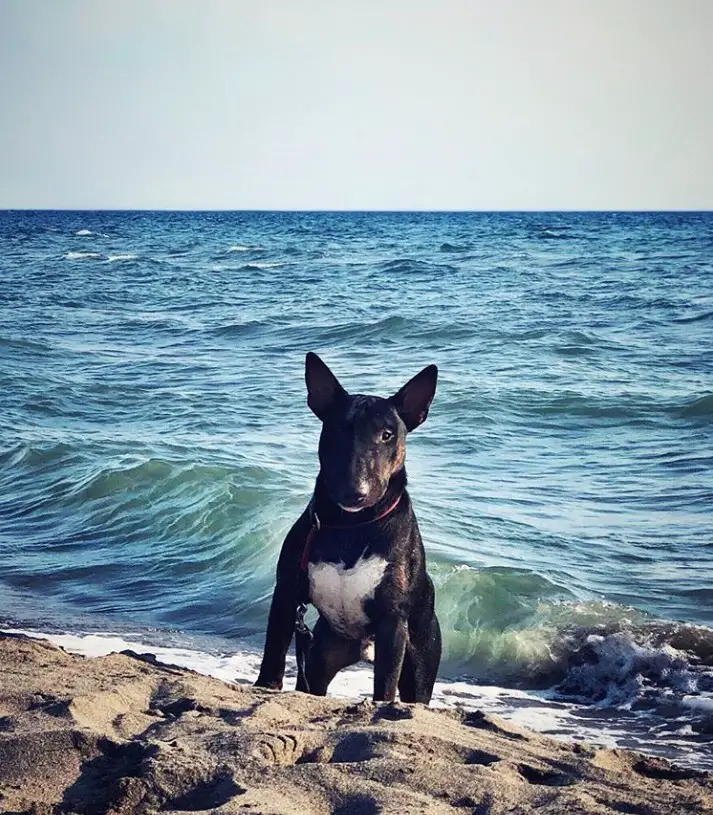 Black Bull Terrier by the seashore