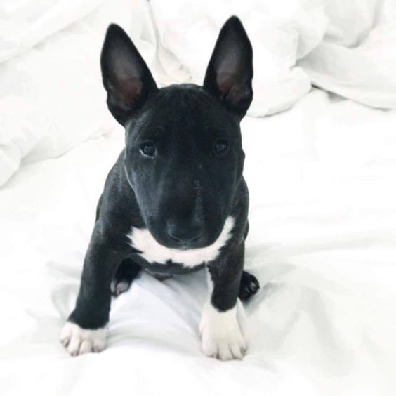 Black Bull Terrier puppy sitting on the bed
