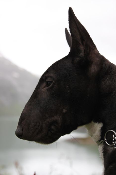 side view face of Black Bull Terrier