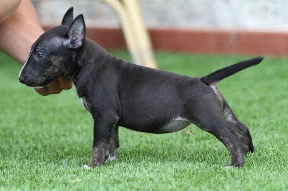 Black Bull Terrier puppy in the green grass